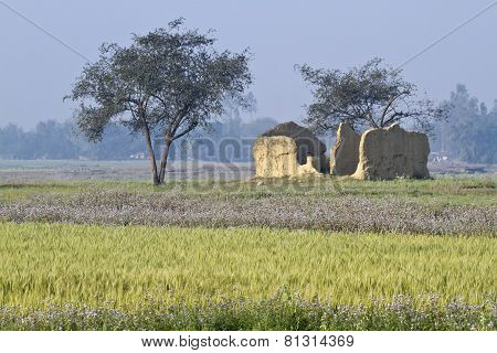 wheat fields in Bardia, Terai, Nepal