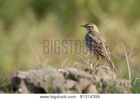 Paddyfield Pipit In Nepal