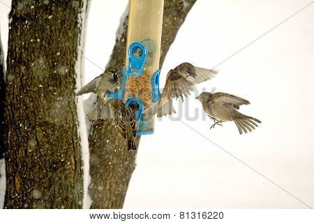 Sparrows in Flight at Winter Bird Feeder