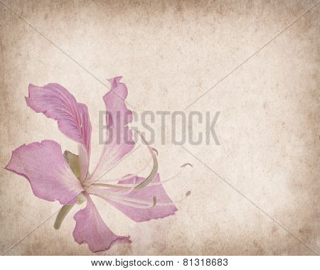bauhinia flower on Grunge Abstract Background