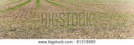 Background Of Field After Harvest