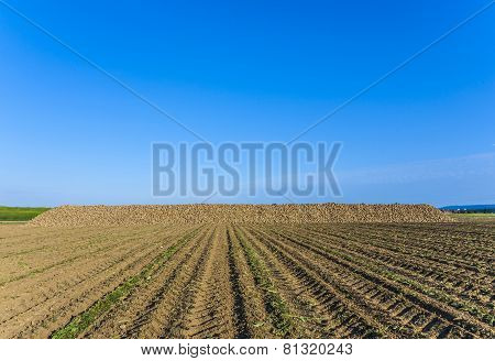 Acres With Indian Corn In Golden Light