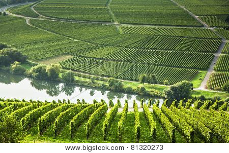 Famous Moselle Sinuosity With Vineyards