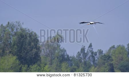 painted stork fishing in a swamp at Bardia, Nepal
