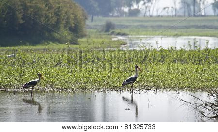Painted Stork fishing in a swamp in Nepal