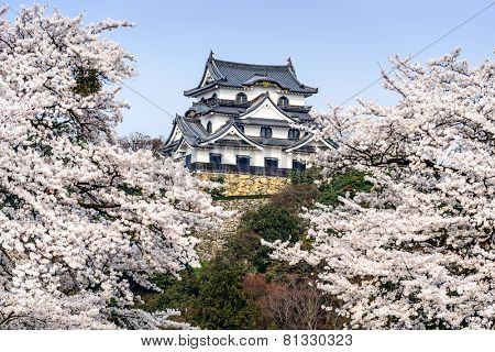 Hikone, Japan at Hikone Casle in the spring season.