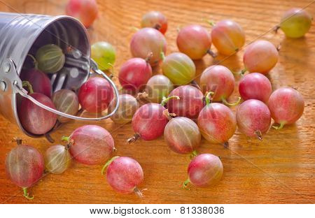 gooseberry