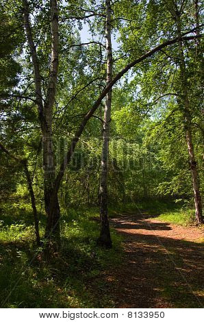 Skov Track