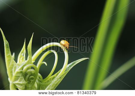 Golden Yellow Bug