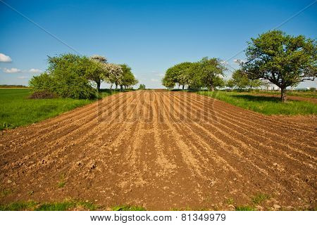Plowed Acres And Trees With Blue Sky