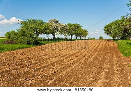 Plowed Acres And Trees With Blue Sky, Magnificent Landscape