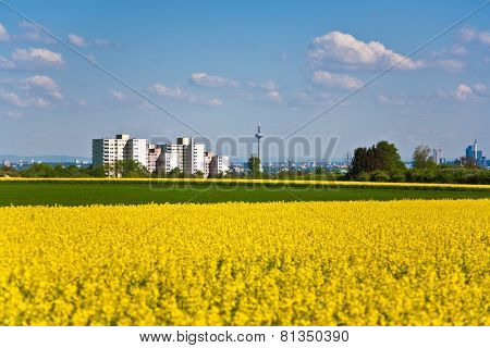 Beautiful Large Rapeseed Fields In Nice Landscape