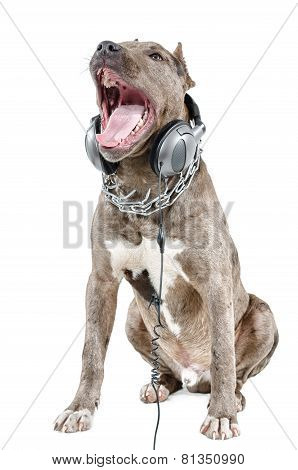 Pitbull in headphones loud sings