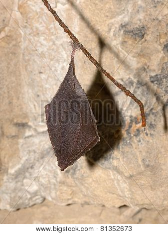 Lesser Horseshoe Bat (rhinolophus Hipposideros) Hibernation