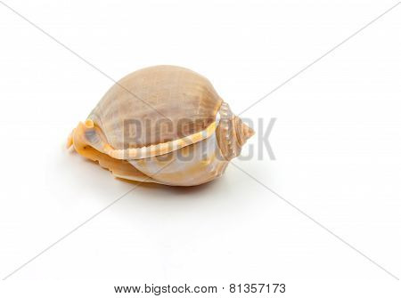 Shells Of Phalium Glaucum On White Background
