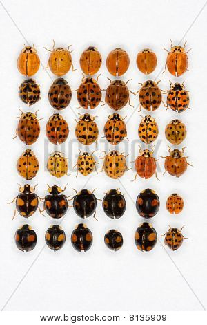 Coccinelles asiatiques multicolores
