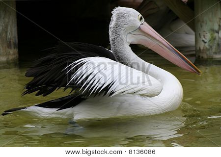 Pelican