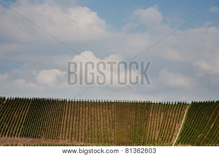 Vineyards At The Hills Of The River Mosel Edge In Summer With Fresh Grapes