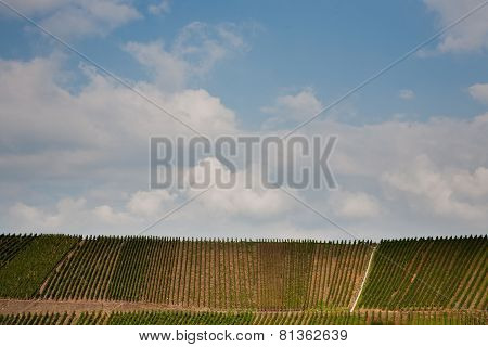 Vineyards At The Hills Of The River Mosel Edge In Summer With Fresh Grapes