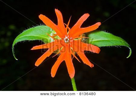 ดอกไม้ (lychnis Cognata)