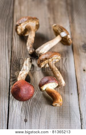 Brown-cap Boletus Mushrooms