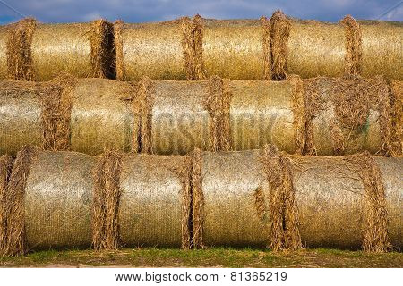Bale Of Straw Infold In Plastic Film (foil) To Keep Dry In Automn In Intensive Colors