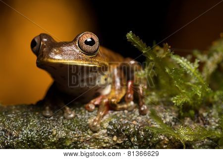 Tropical Tree Frog
