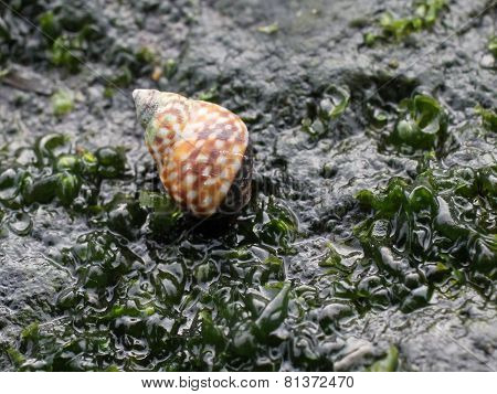 Checkered Periwinkle - Littorina scutulata