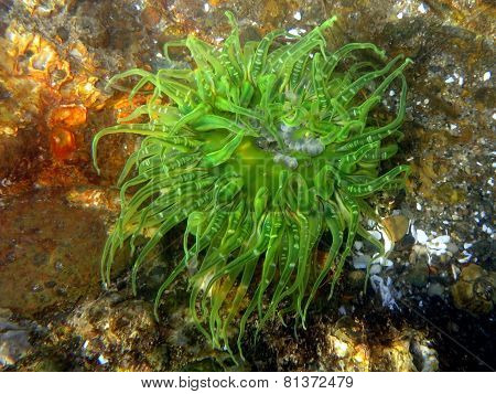 Moonglow Anemone - Anthopleura artemisia