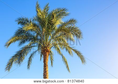 Tropical palm tree