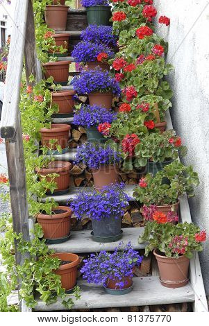 scale of geraniums
