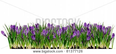 Crocus