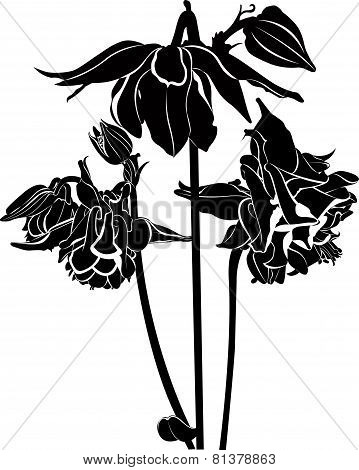 columbine