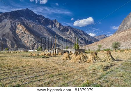 Crops In Tajikistan
