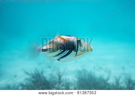 Rhinecanthus Picasso Or Black Bar Triggerfish