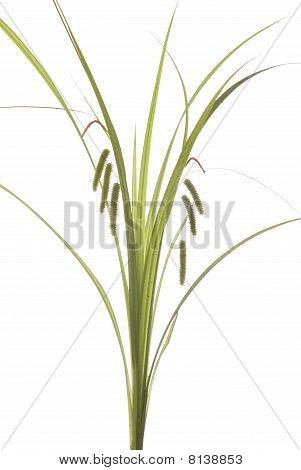 Gras