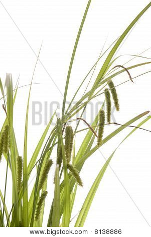 Gras