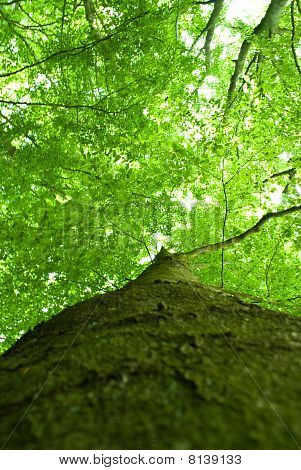 Looking Up A Tree