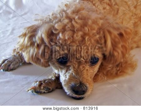 puddelhund
