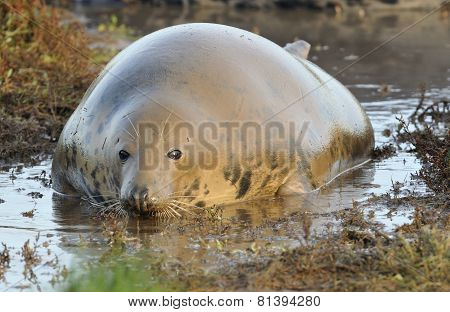 Atlantic Grey Seal