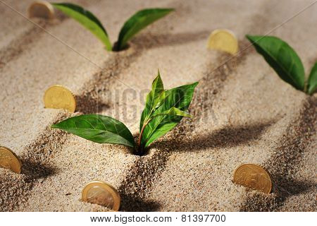 Plant And Money.
