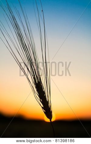 Ear of wheat on rasvete against the sky