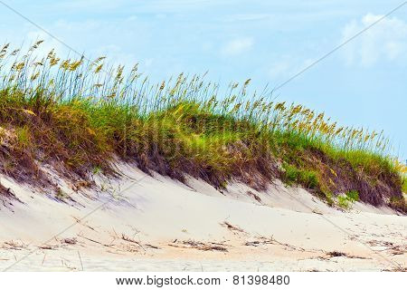 Grass On A Beach During Stormy Season
