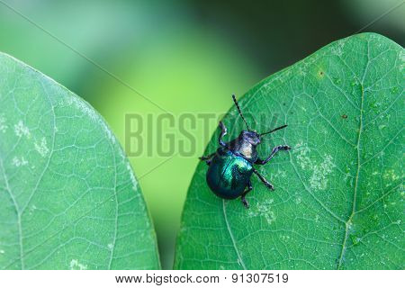 insect in nature background