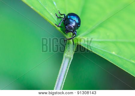 insect in nature background