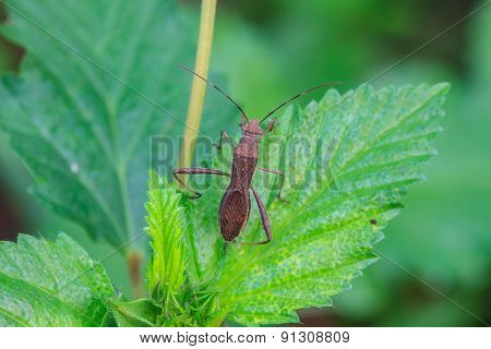 insect in nature background