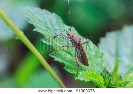 insect in nature background