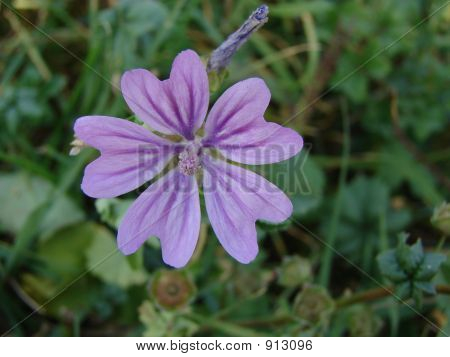 Althea Officinalis