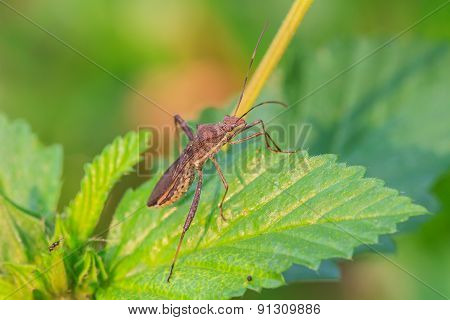 Insect In Nature Background
