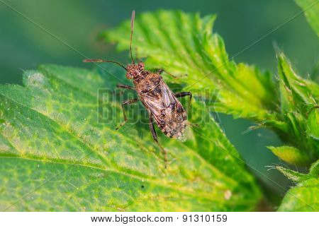 Insect In Nature Background